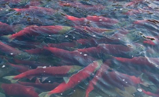 What is going on with Fraser River Salmon?