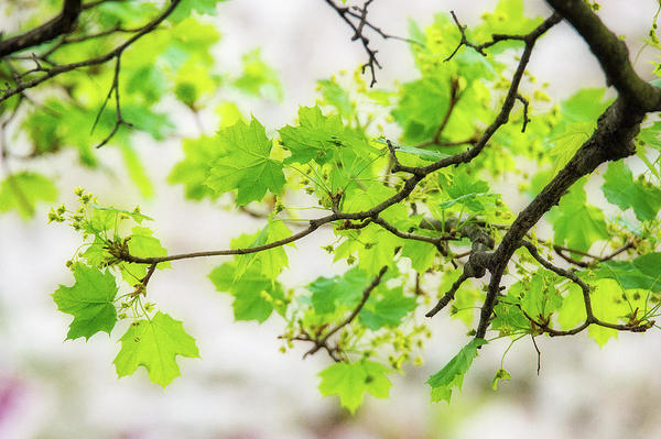 branch-with-green-leaves-at-spring-judith-barath