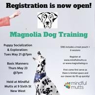 Group Dog Training Classes